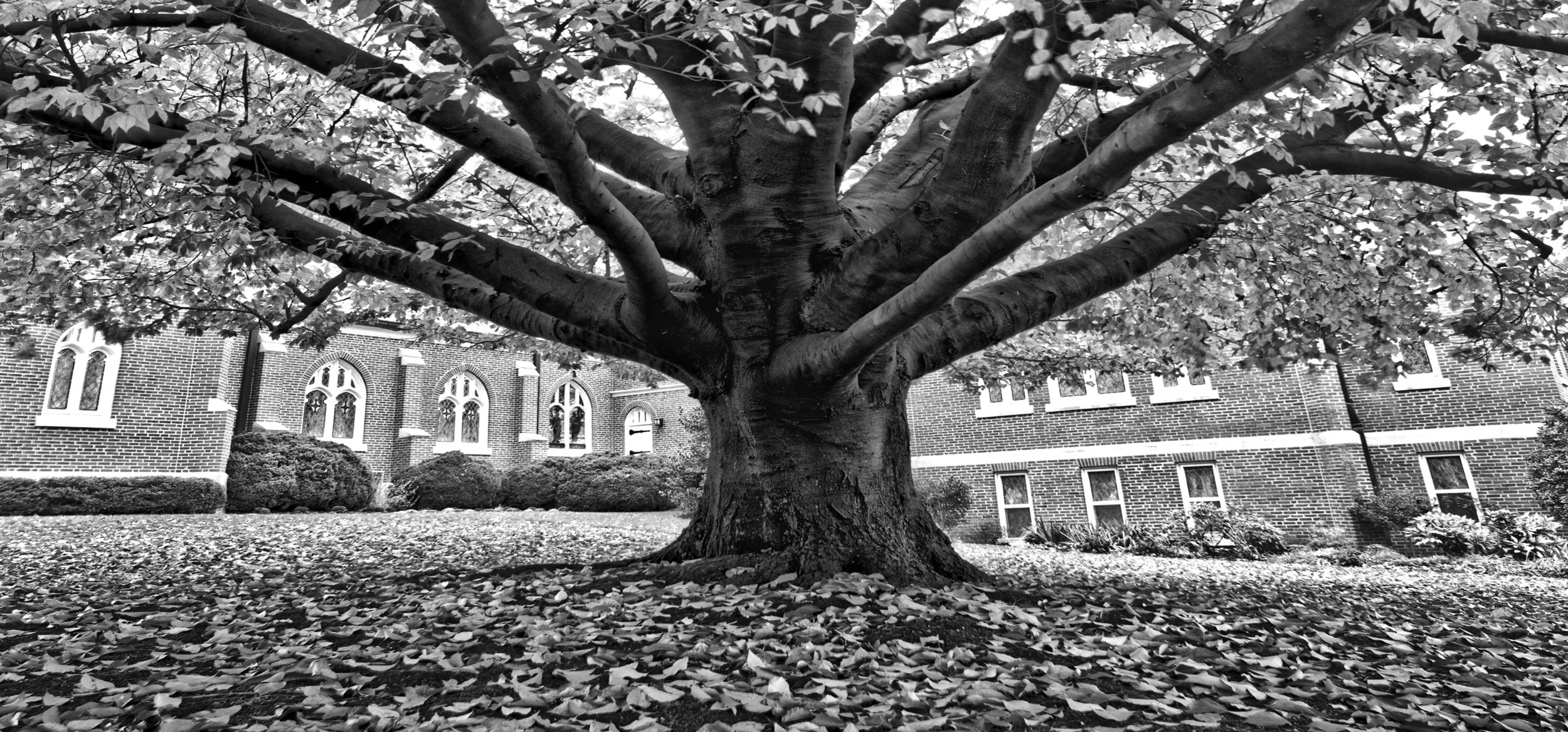 Church Tree