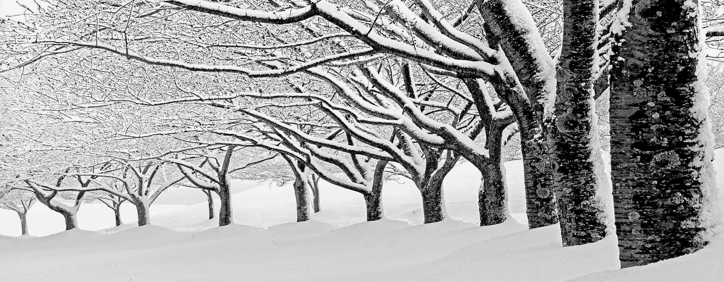 Winter Trees