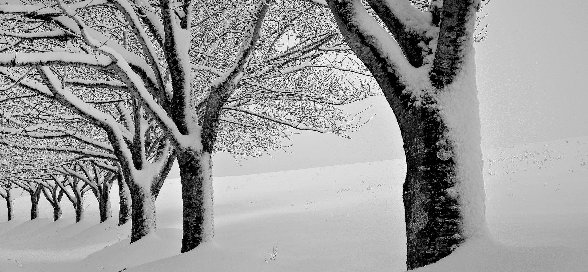 Winter Trees #2