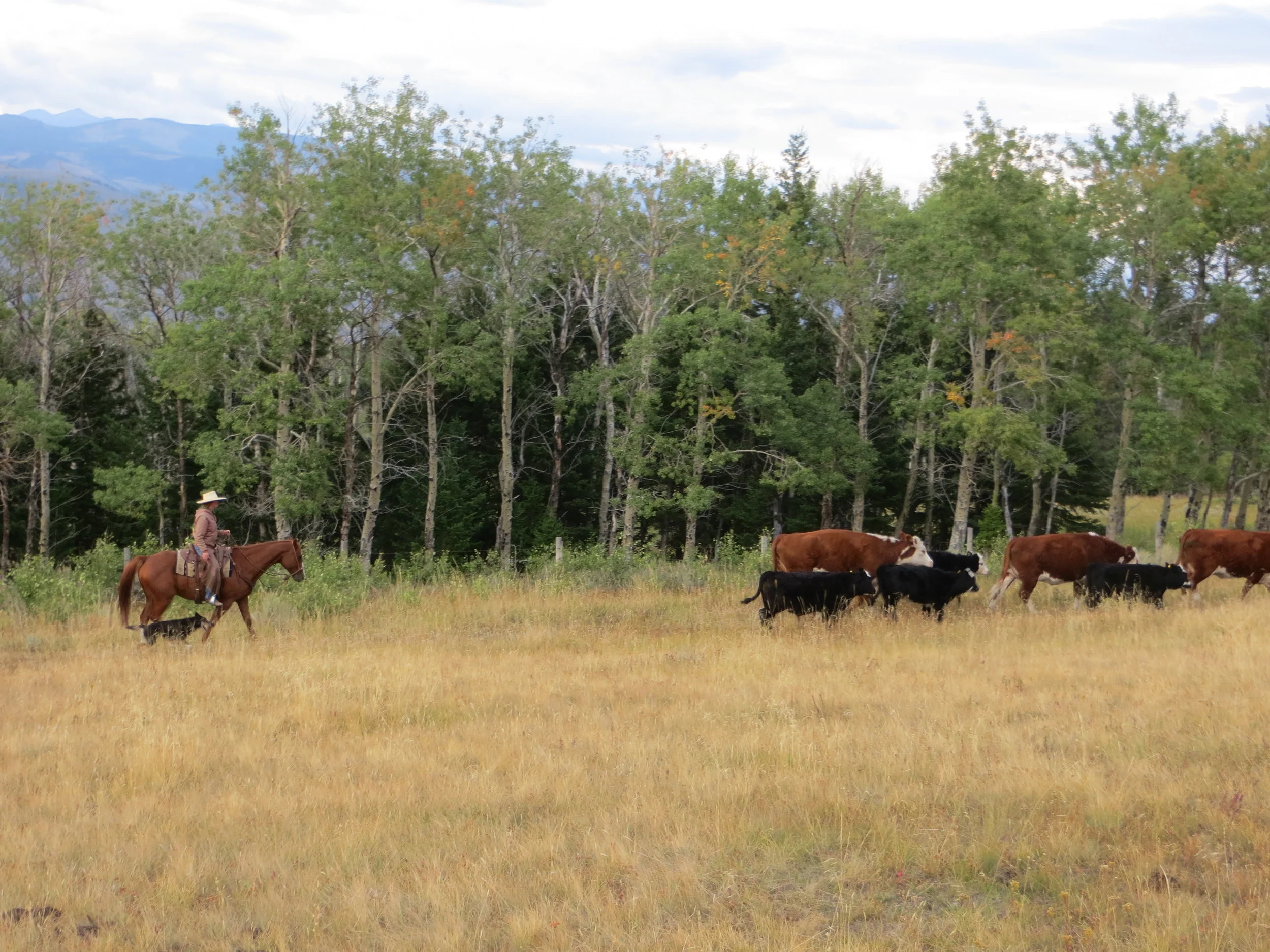 Cattle are gathered, moved, and settled together. Not only is there great safety in numbers when herds move close together, but the land also benefits greatly from the "herd impact" by things such as hoof impact, fertilizer, and decreases in over-grazing due to animals being constantly on the move.