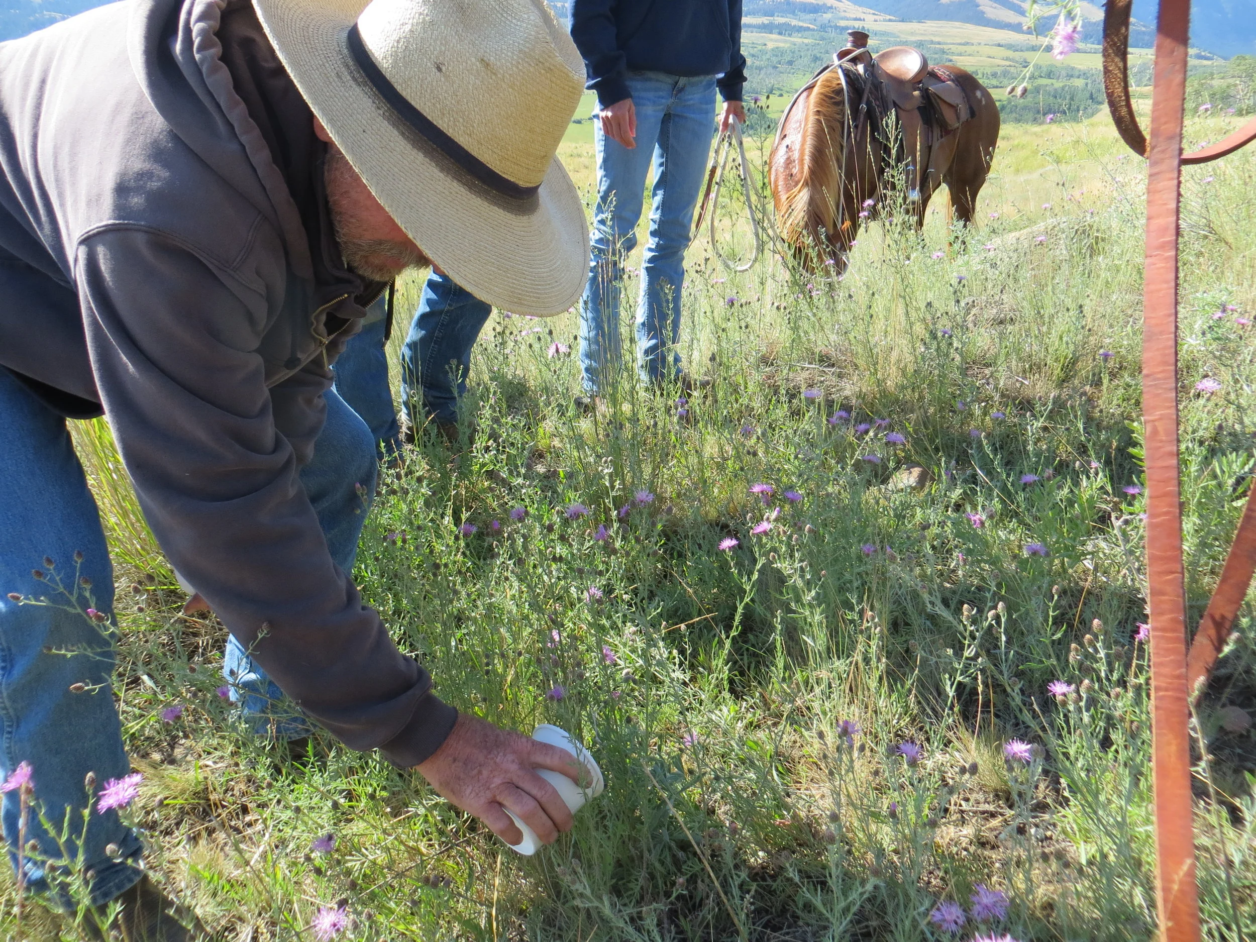 Weevils are released onto knapweed to combat this notorious noxious weed. Many of these bug species are considered biological agents in the combat against noxious weed and can be used to control certain species of plants.