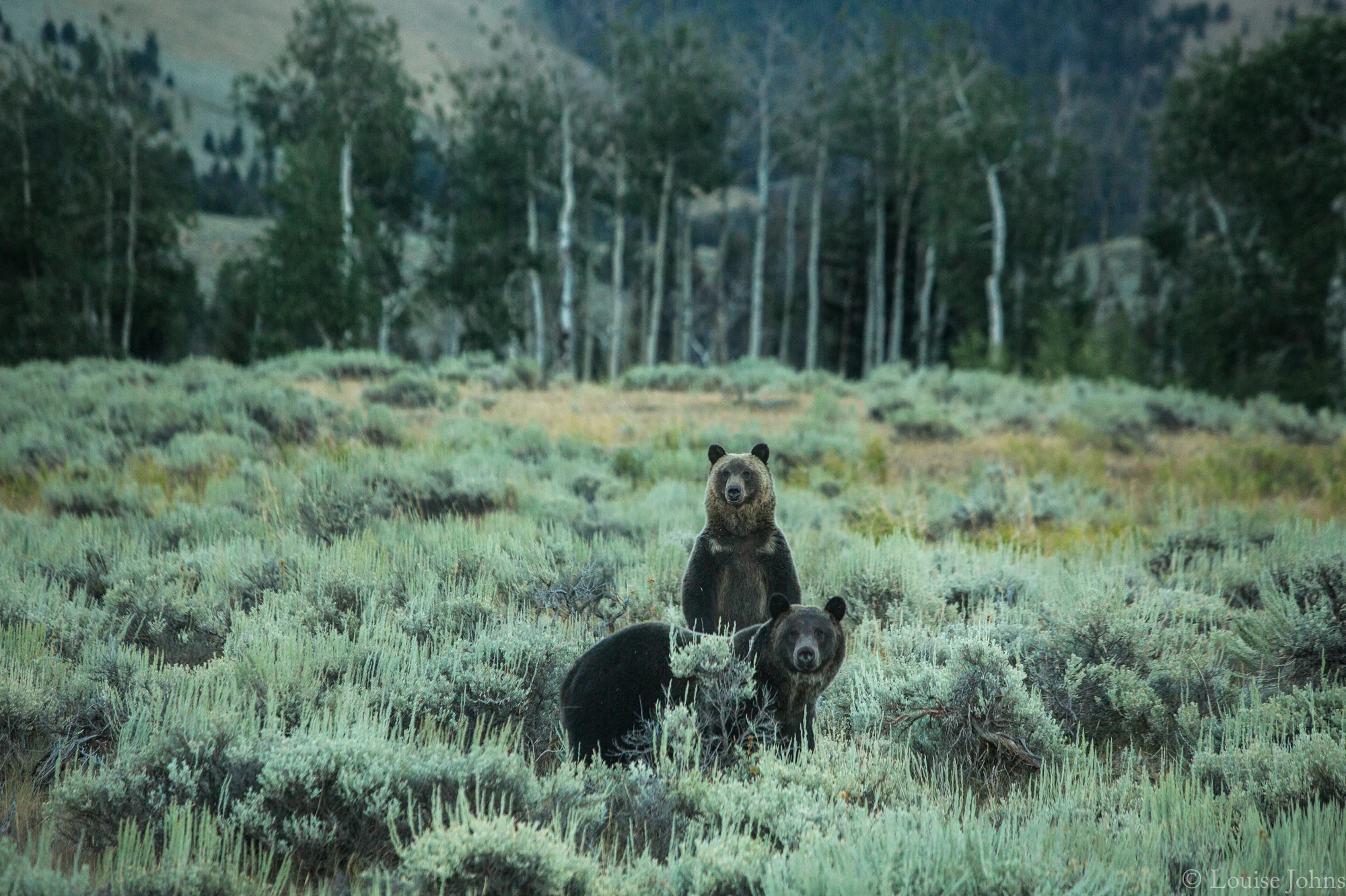 Photo by Louise Johns