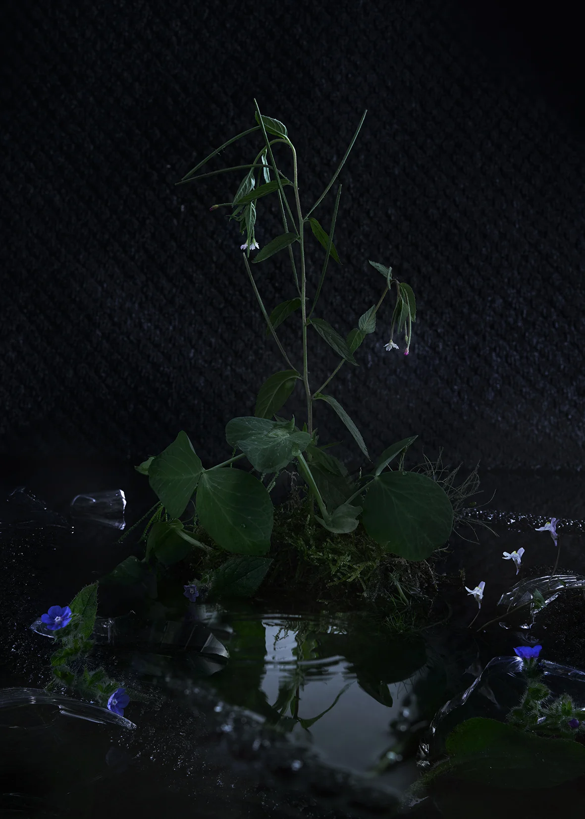 Viriditas