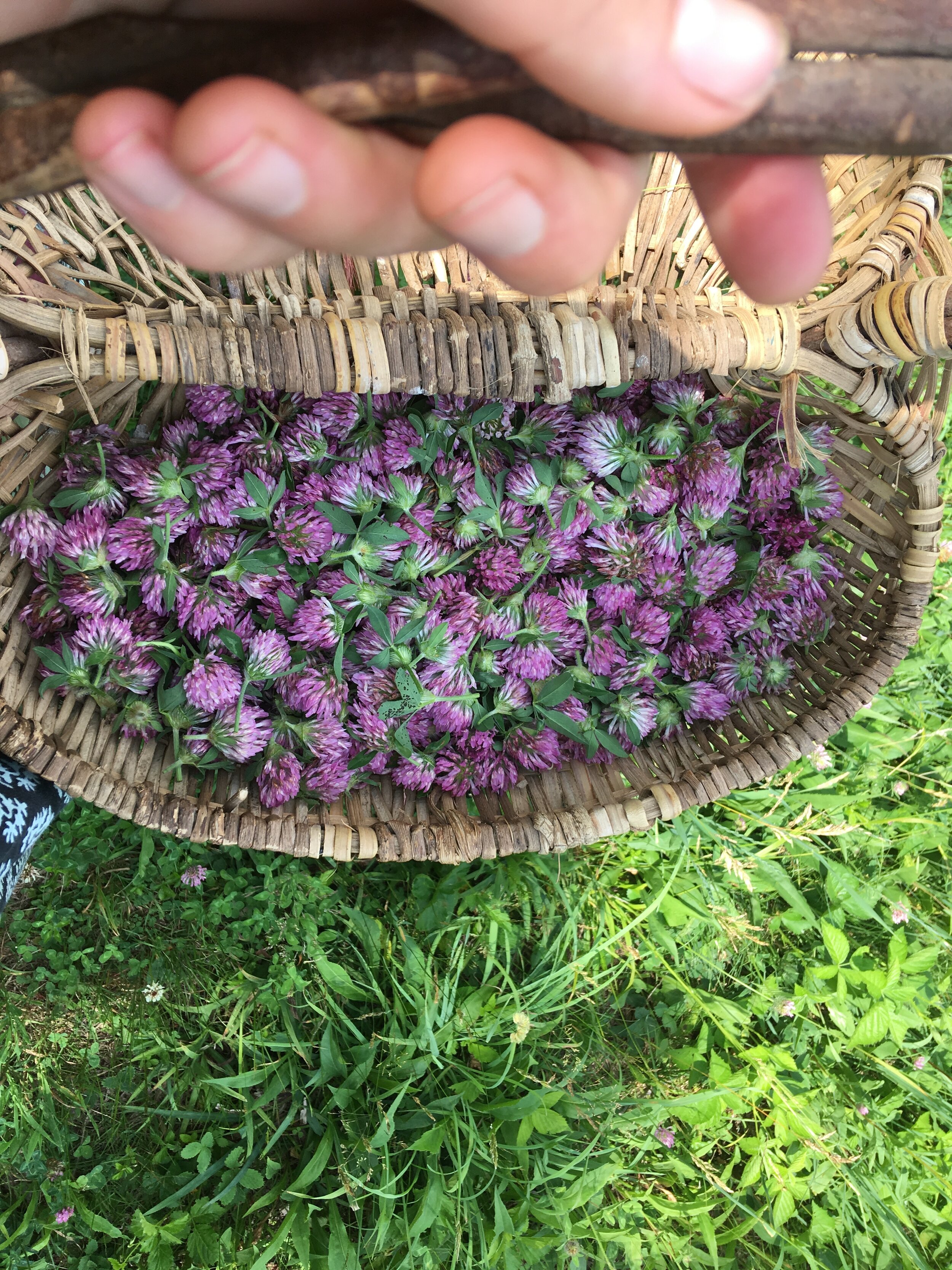  Harvesting red clover blossoms from the field 