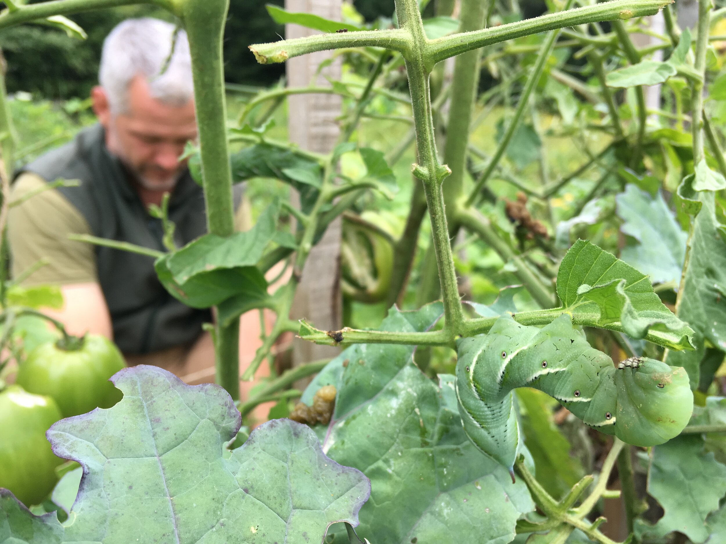  Encounter with the beautiful and terrifying tomato horn worm 