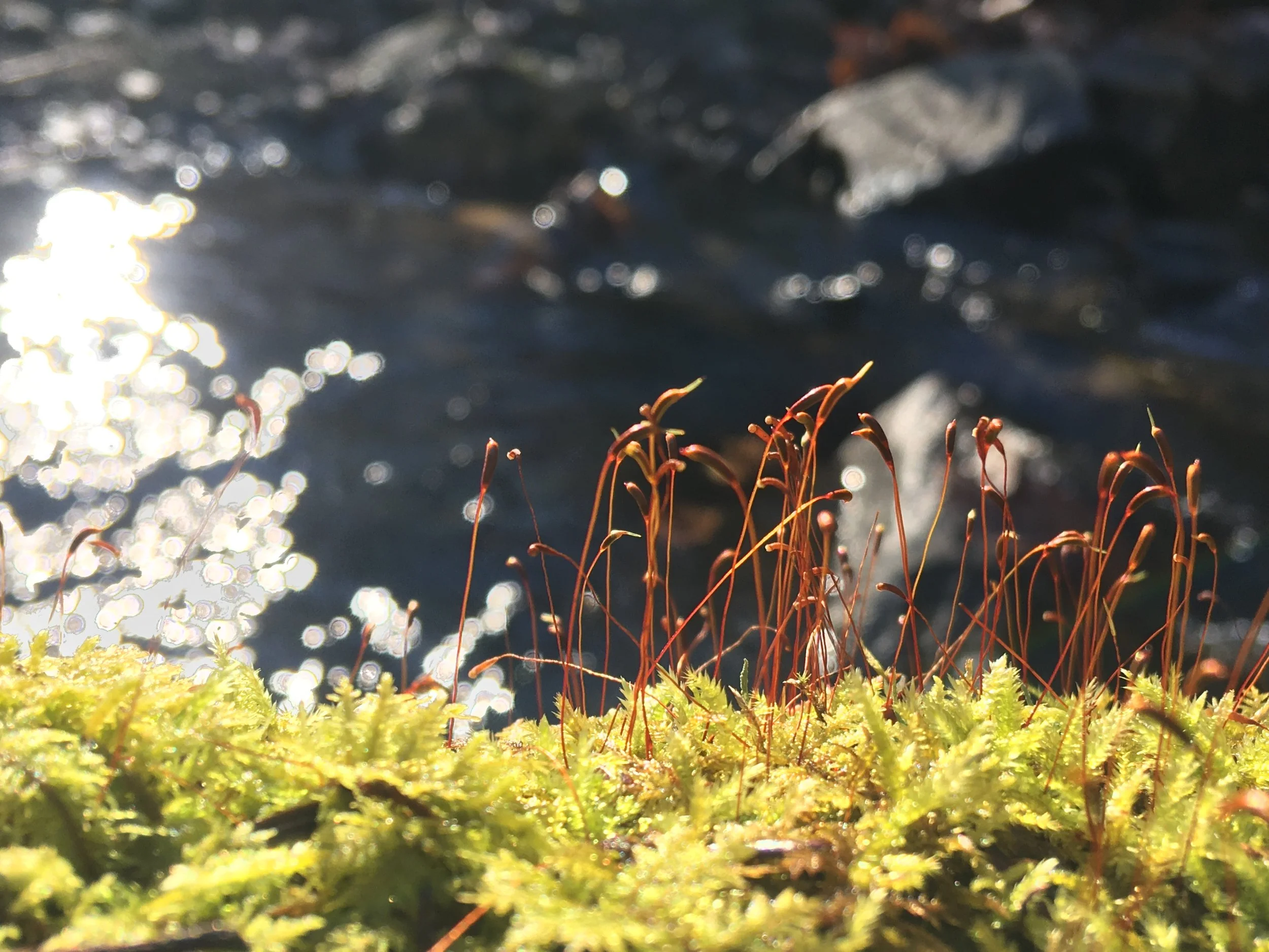 COVID Upheaval, Fear &amp; The Temptation of Idolatry