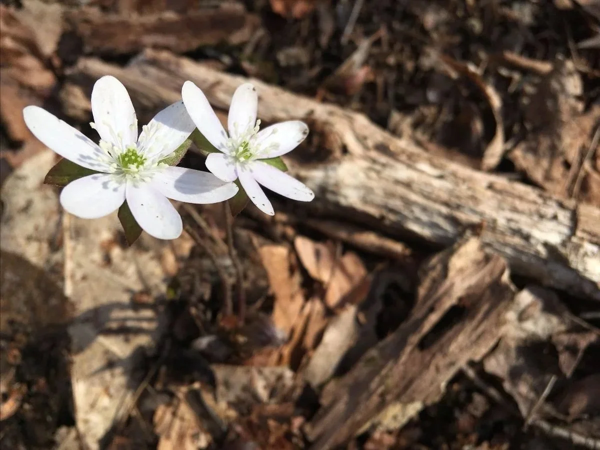 Praying with Creation Days of Practice