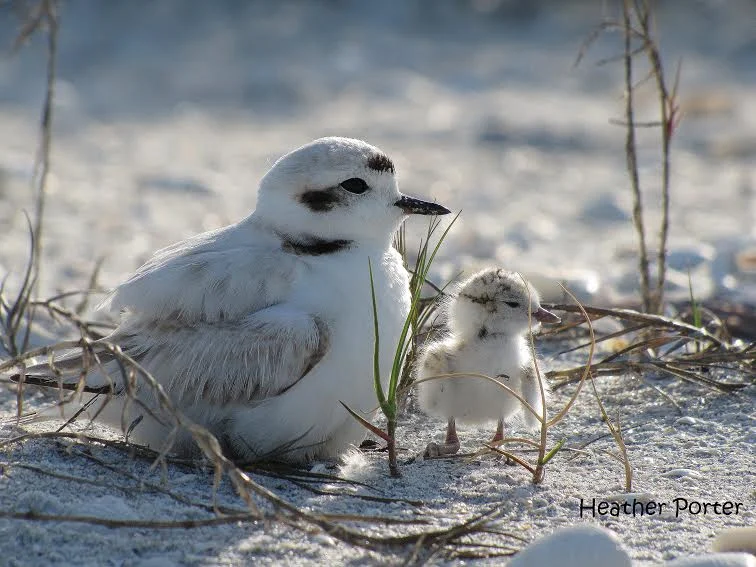 The Sanibel-Captiva Conservation Foundation