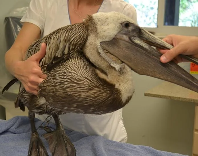 Monofilament Busters