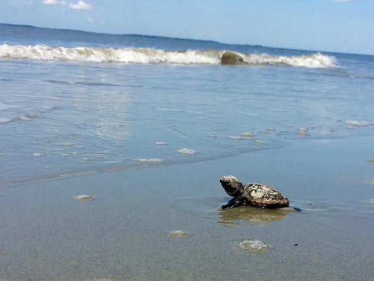 The "Ding" Darling Wildlife Society