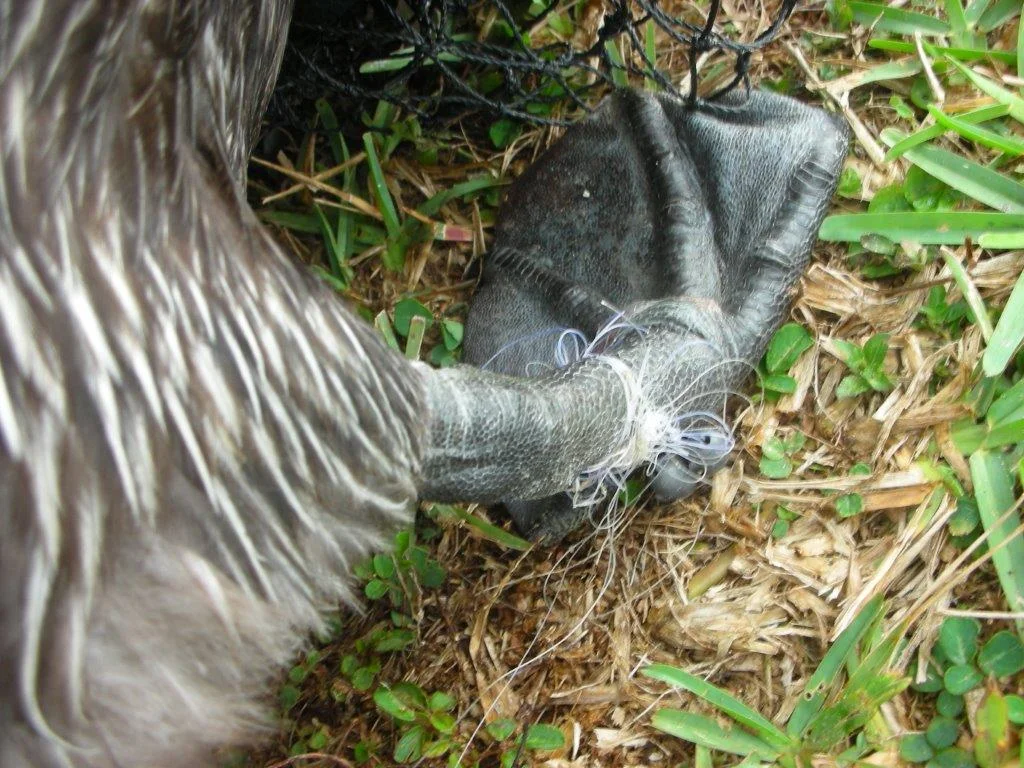 monofilament pelican foot wrapped in line.jpg