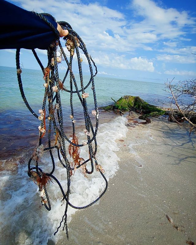 Monofilament isn't the only type of line we need to mind. We also see a lot of rope washing up on our beaches. This one was tangled up on a stump out by silver key today. With sea turtles and shorebirds nesting right now it's especially important to 