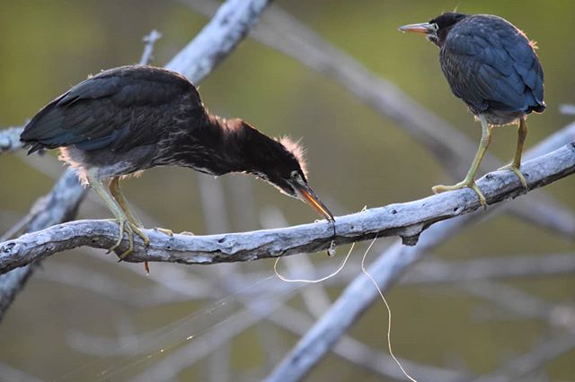 These newly fledged Green Heron chicks were recently observed picking at this hook and monofilament in a no- fishing zone on Sanibel Island. It is extremely important to only fish in designated fishing areas. If you see monofilament like this that is