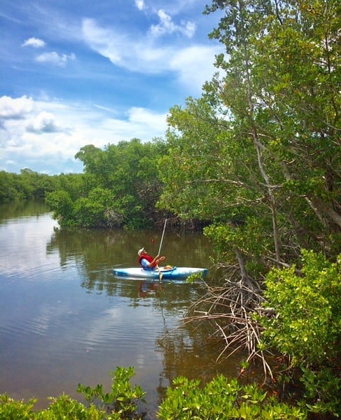Check out this great action shot of our volunteer Dan removing monofilament from the mangroves in J.N. &quot;Ding&quot; Darling National Wildlife Refuge last week. The &quot;Operation Scissors&quot; team goes out regularly to remove monofilament and 