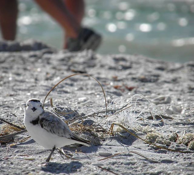 Monofilament in our environment poses a threat to all wildlife, including this threatened snowy plover. Luckily in this case , the shorebird biologist from @sccf_swfl was able to pick up this tangle before the plover could become entangled. Always re