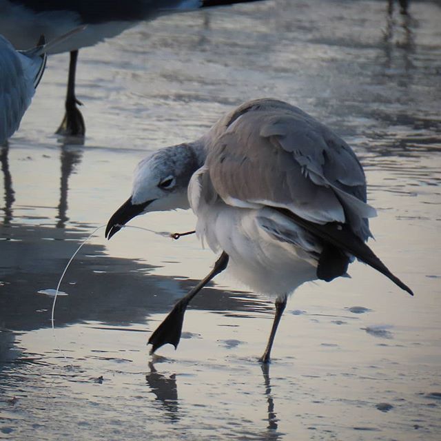 This Laughing gull was seen on Sanibel Island today with a fishing hook stuck in it. The Mind Your Line team will try to catch it if it returns and get it to @crowclinic so its injuries can be assessed and treated. Please always remember to #mindyour