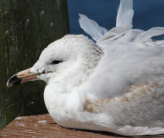 This ring-billed gull was spotted recently by a volunteer but unfortunately it disappeared before it could be captured. Fishing line injuries can be prevented by taking proper precautions. Never discard fishing line in the environment and don't cut t