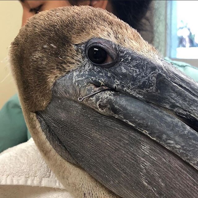 Just a reminder to Mind Your Line when you are out fishing. Pelicans are often found entangled and hooked by fouled fishing gear. This pelican was lucky enough to get picked up by @crowclinic from Blind Pass to have its hooks and fishing line removed