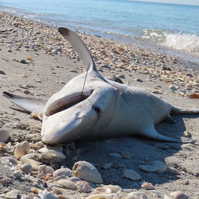 Sharks are much more fragile than we believe them to be. For most sharks, the stress alone from being caught by fishermen can kill them. You can see on this black tip shark, that there is still a hook and wire in its mouth from being caught. If you a