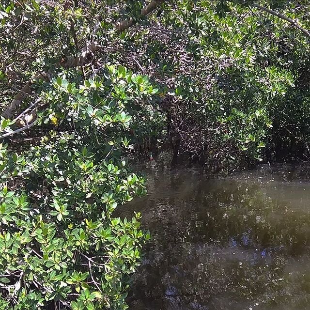 Can you spot the fishing line and bobber hanging from the mangroves? 
Remember to #MindYourLine while fishing to prevent wildlife entanglement.