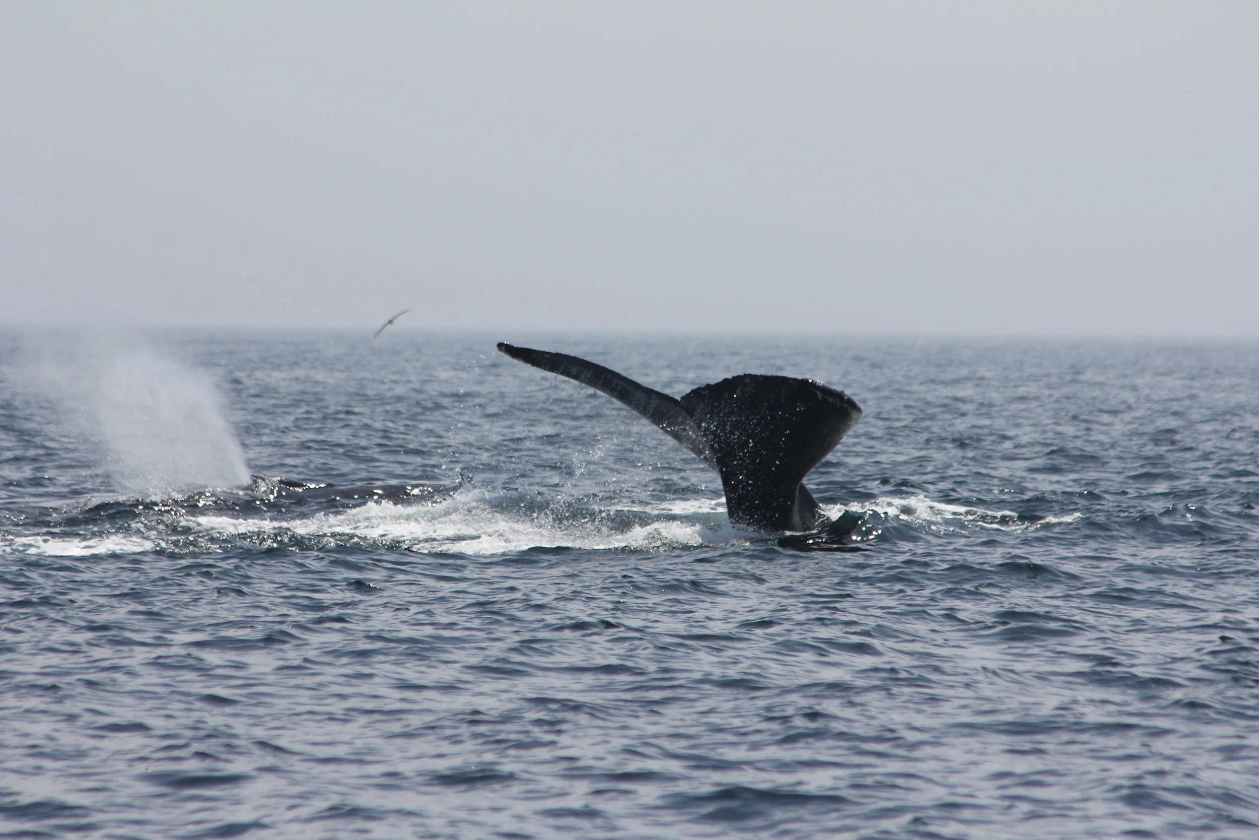 Whale_6296.JPG