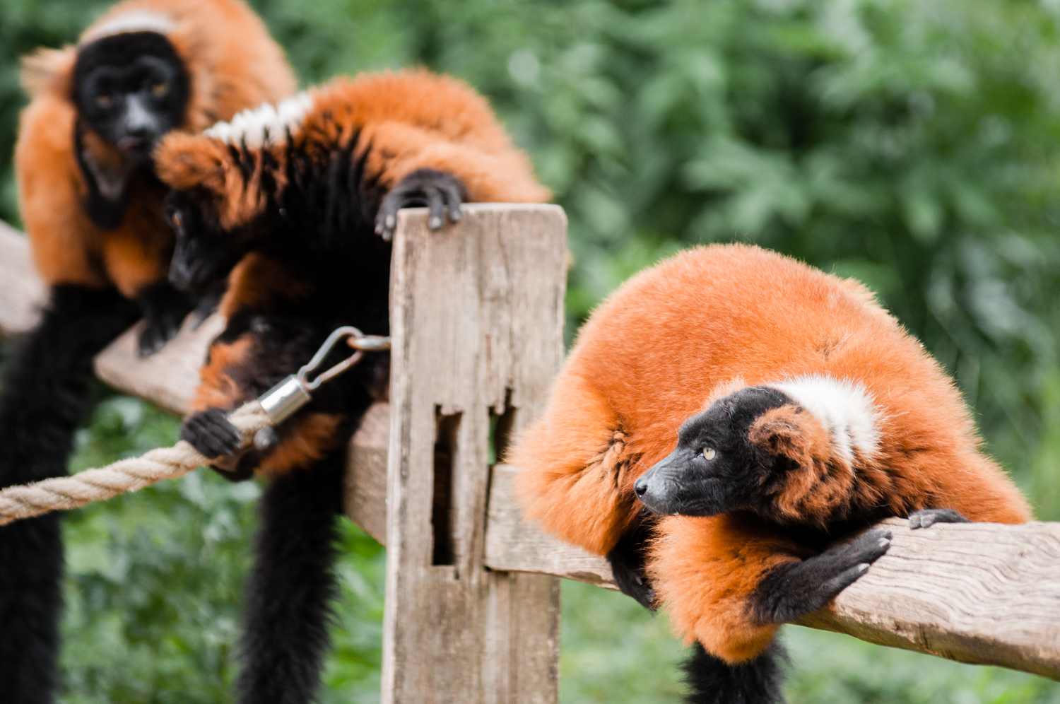 Red Ruffed Lemurs - Amsterdam Zoo