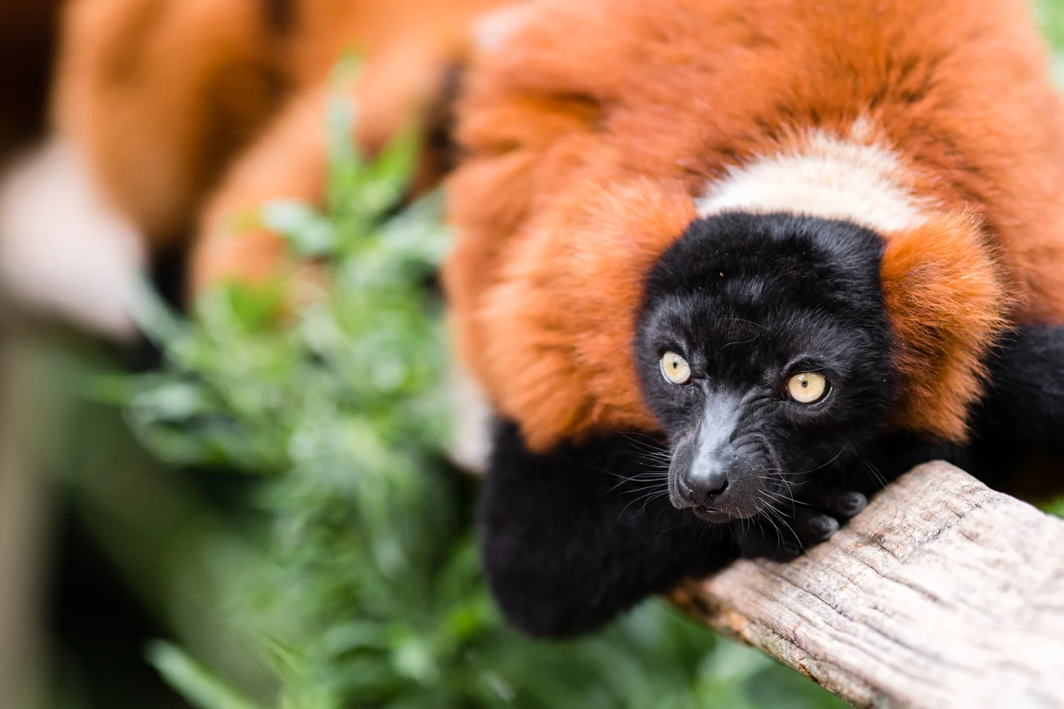 Red Ruffed Lemurs - Amsterdam Zoo