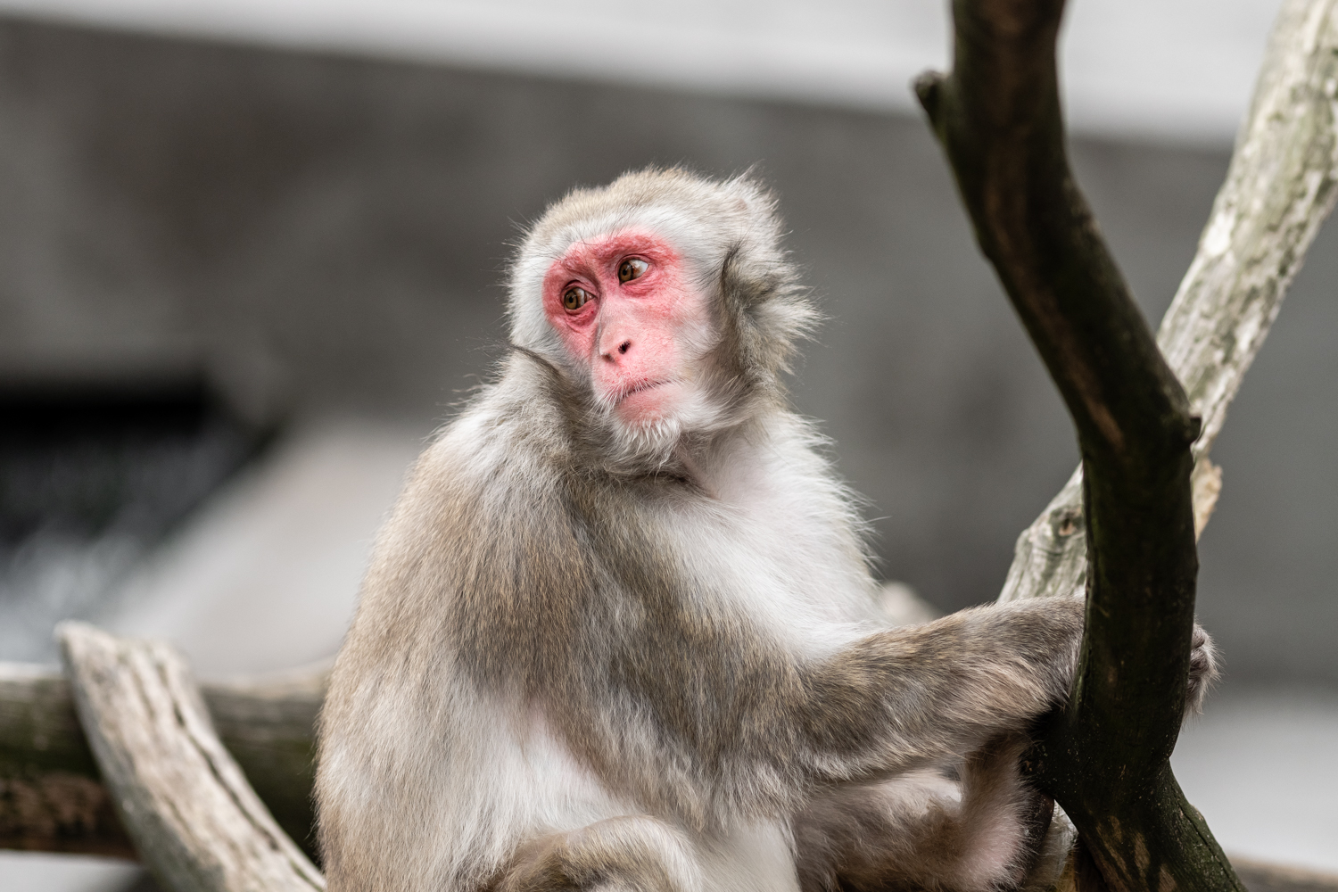 Japanese Macaque - Amsterdam Zoo