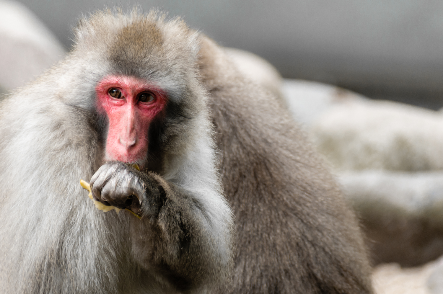 Japanese Macaque - Amsterdam Zoo