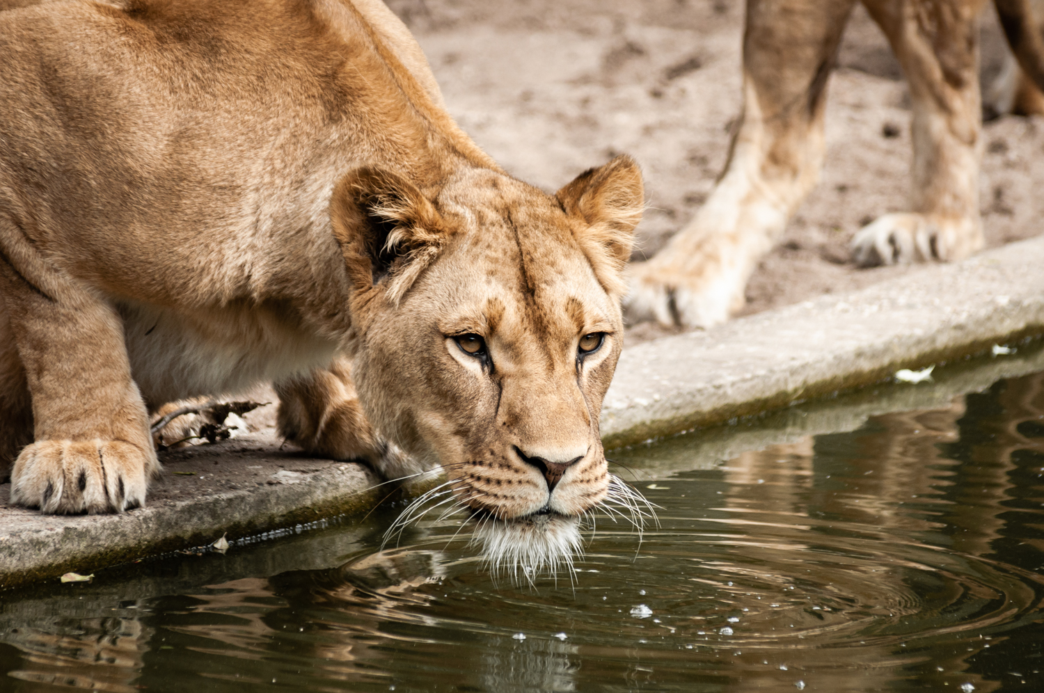 African Lioness - Amsterdam Zoo