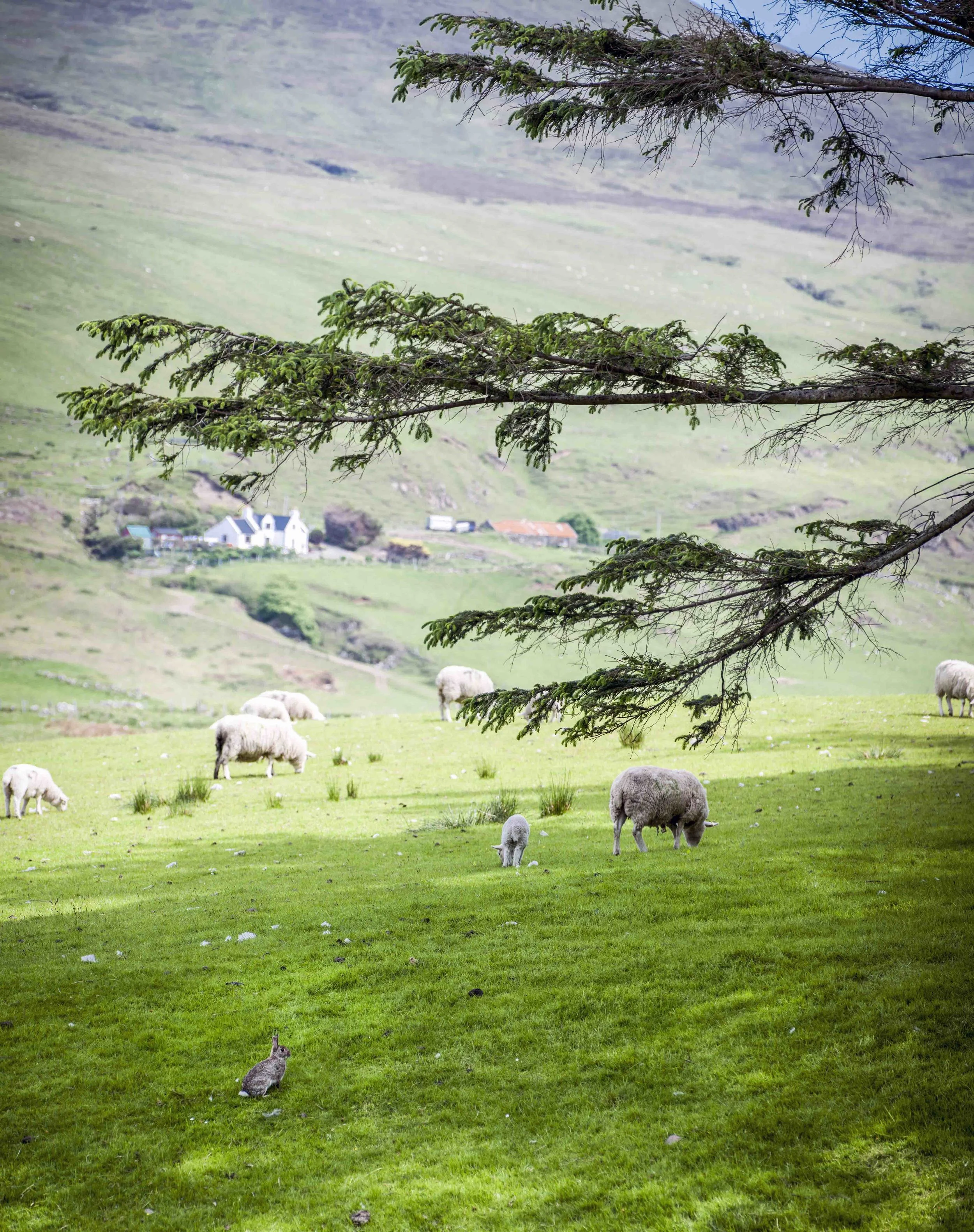 Rabbit and sheep in Uig. Photo by Inga