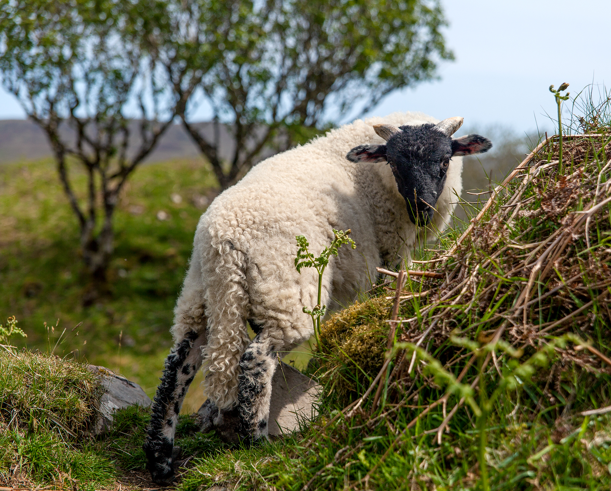 Sheep everywhere! Photo by Siv