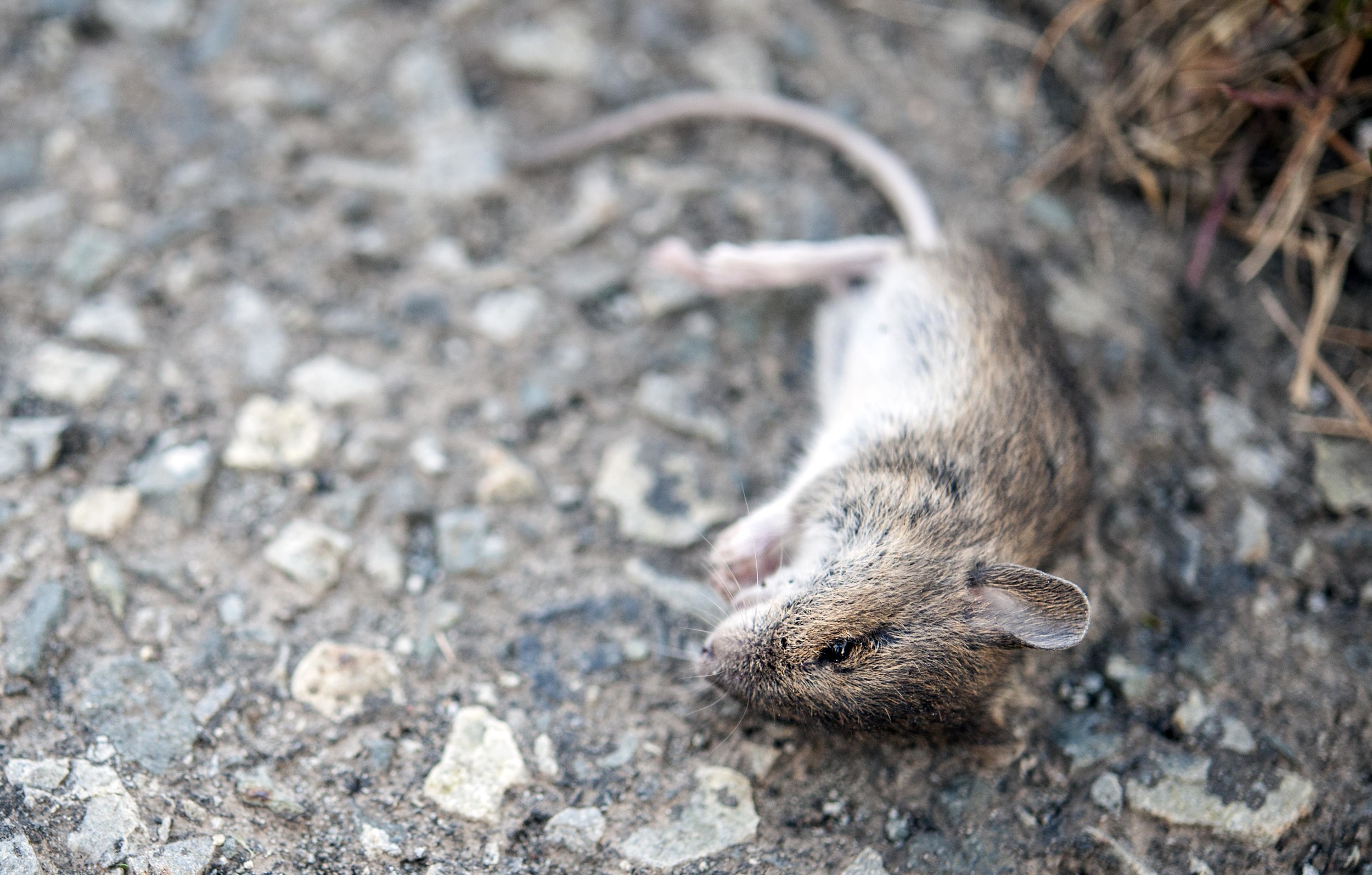 Murder mystery. Photo by Inga