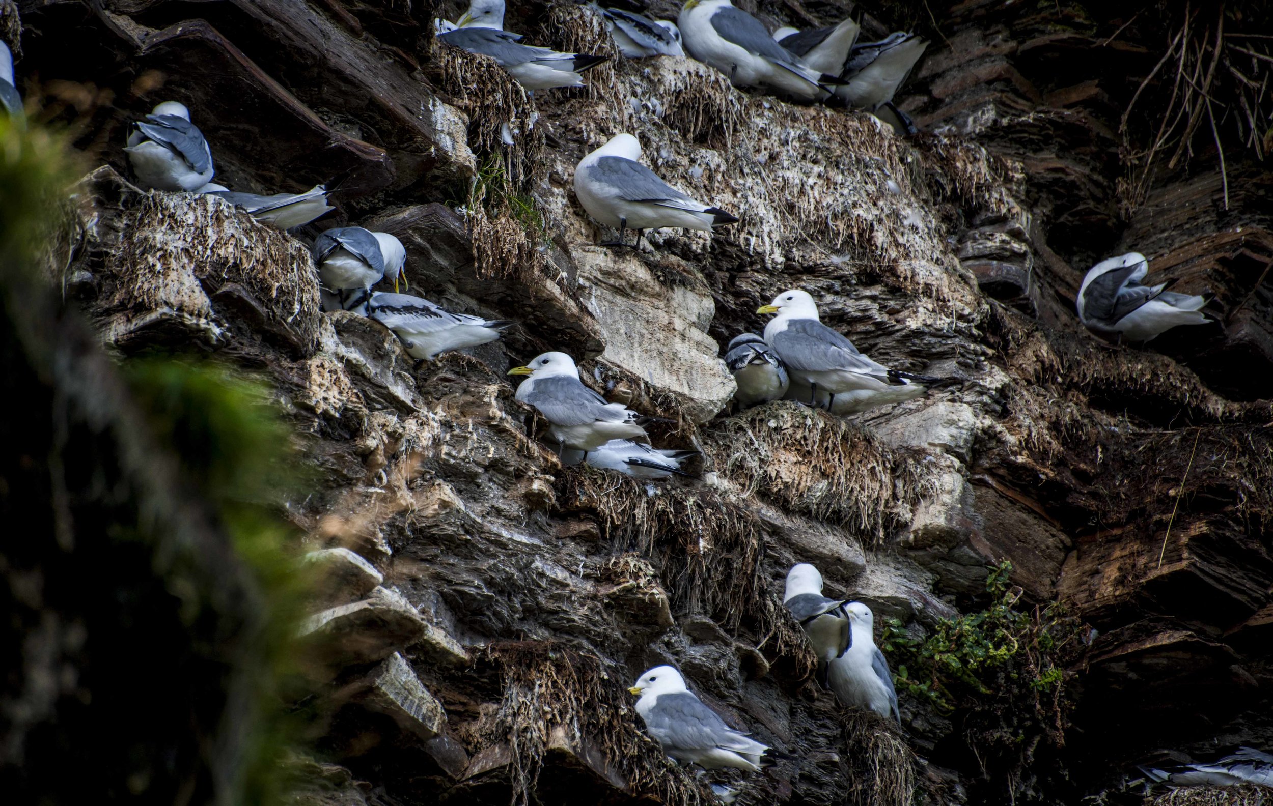 What was left of the kittiwakes and little gulls