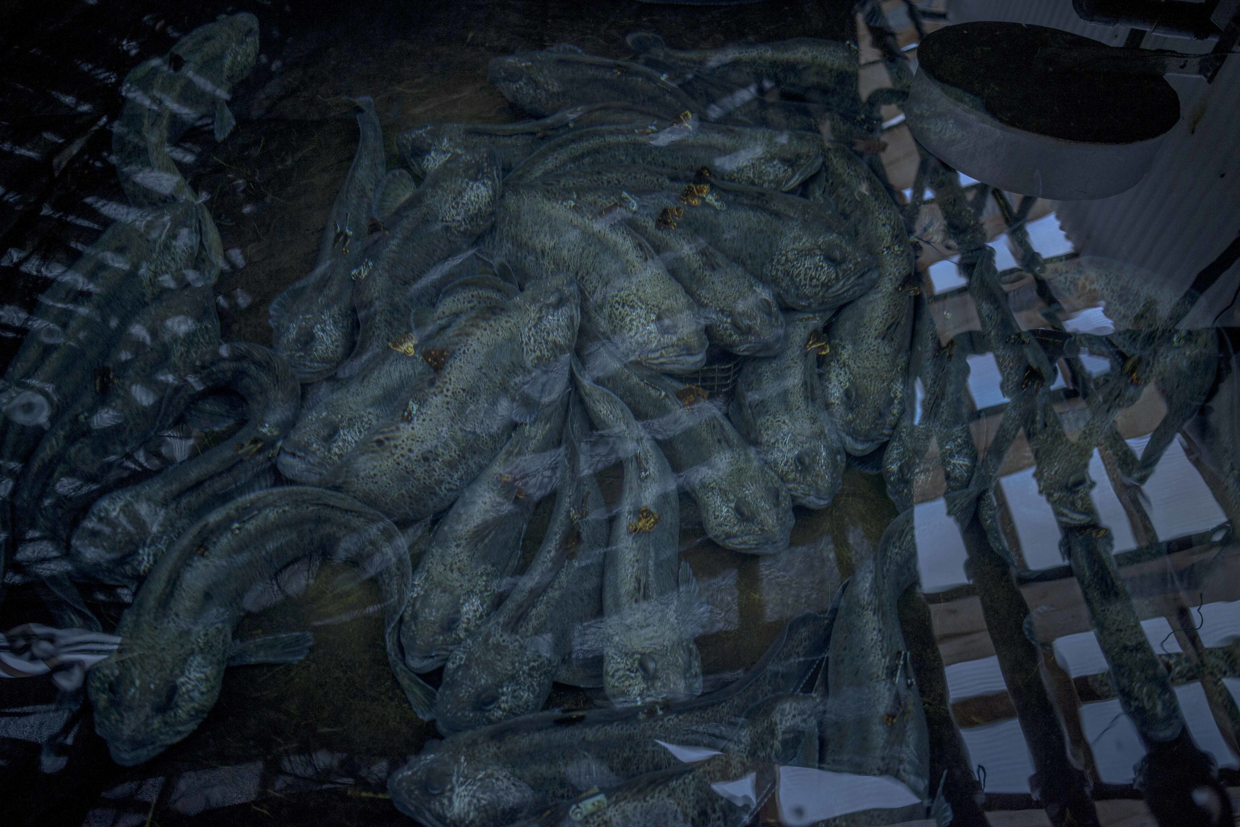 Wolf fish