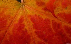 The Life-Death-Life process in EVERYTHING