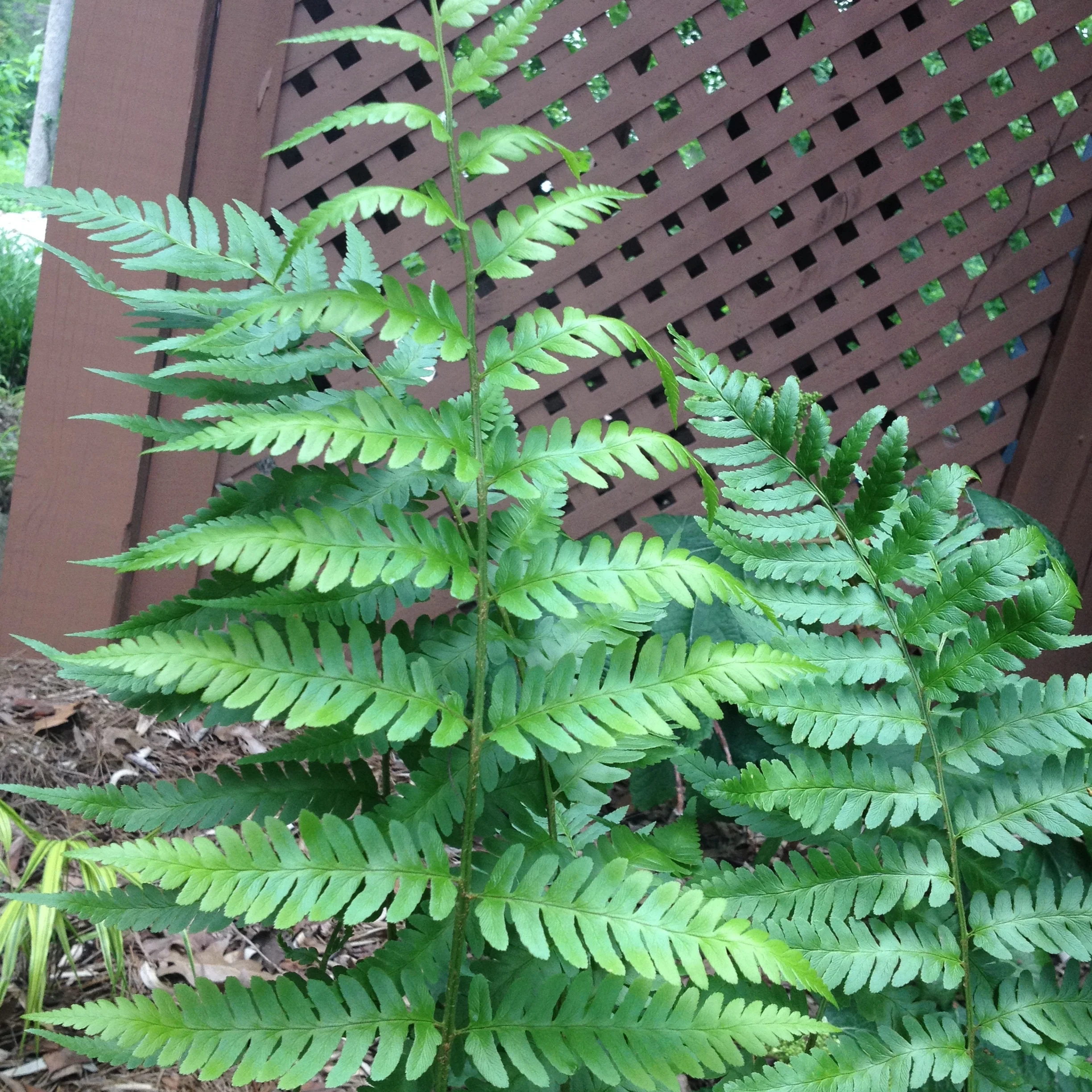 fern.JPG