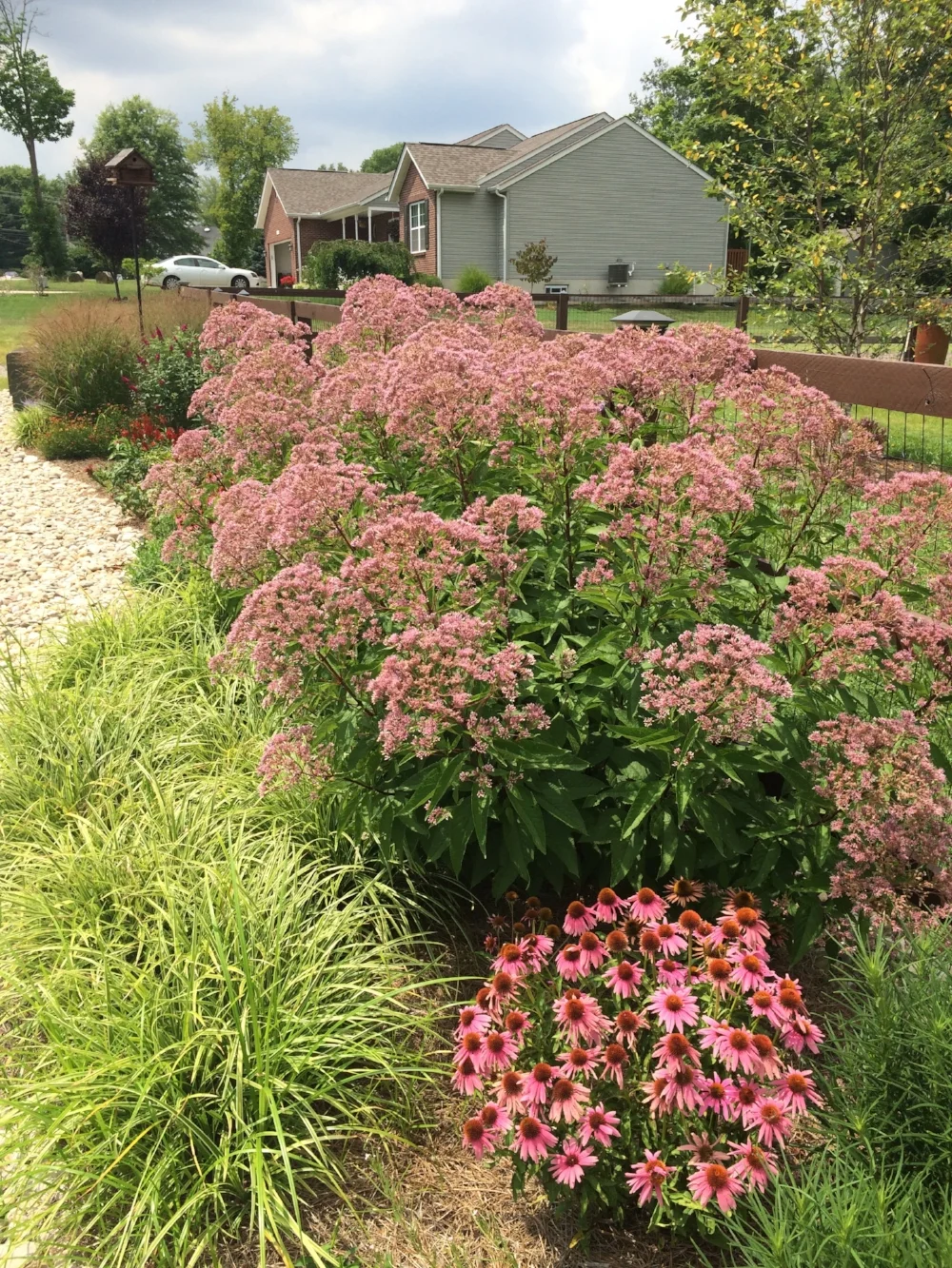 joe pye weed in full bloom along with echinacea - These native plants are thriving!
