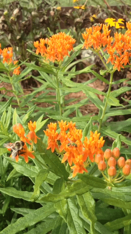 pollinator.gif