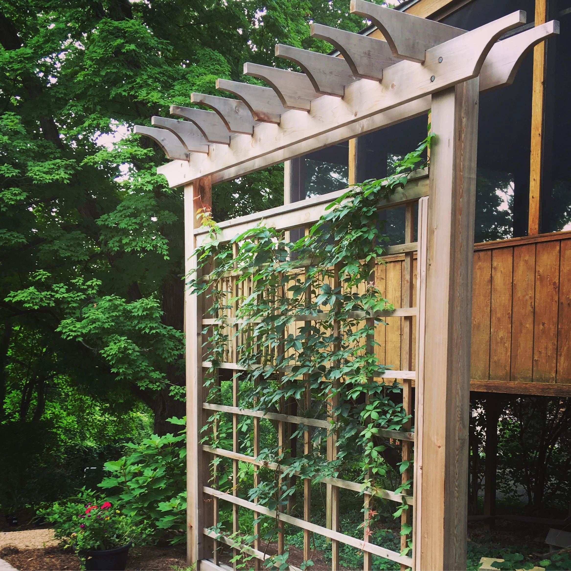 Native vine, virginia creeper begins to fill out the trellis