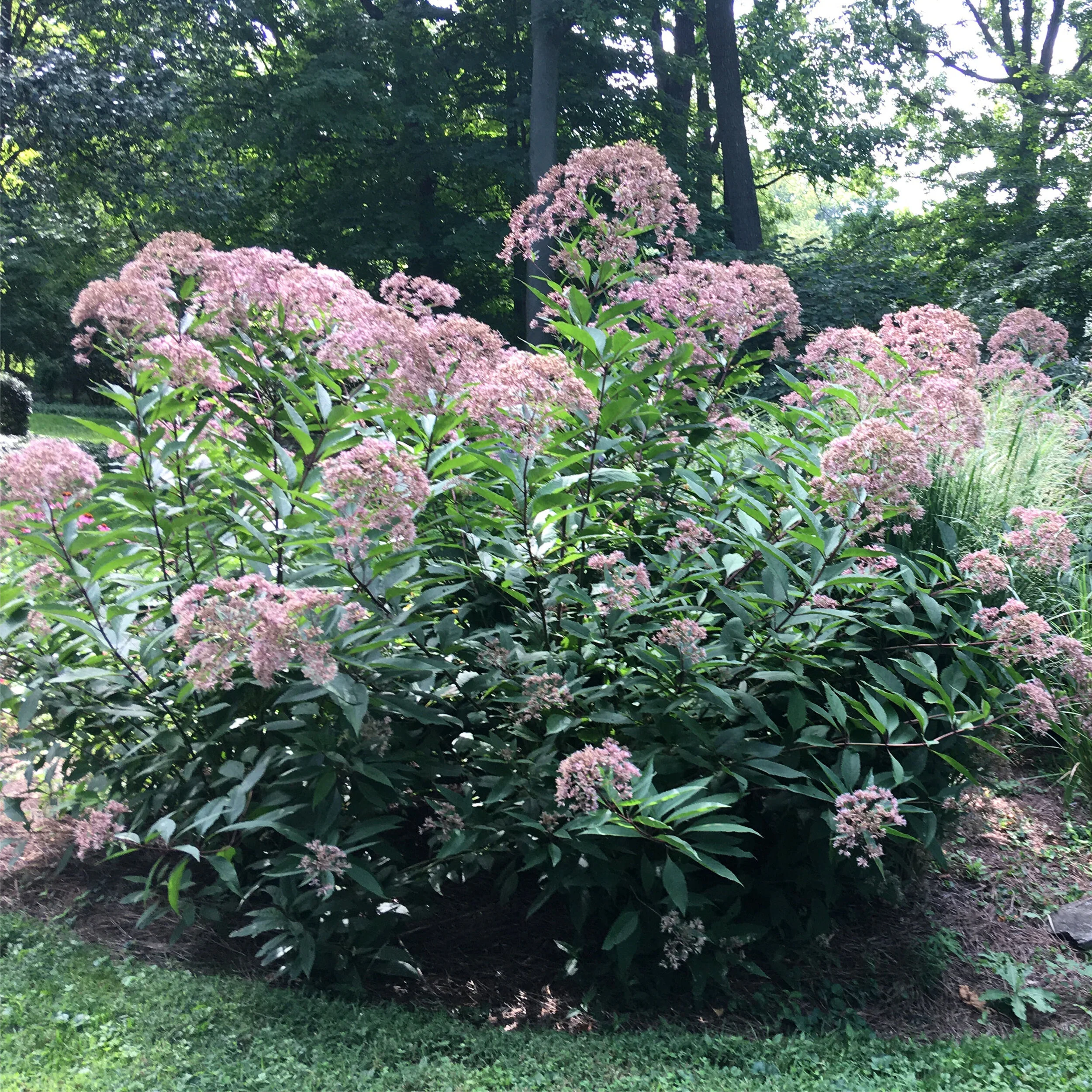 Joe Pye Weed (Eutrochium purpureum)