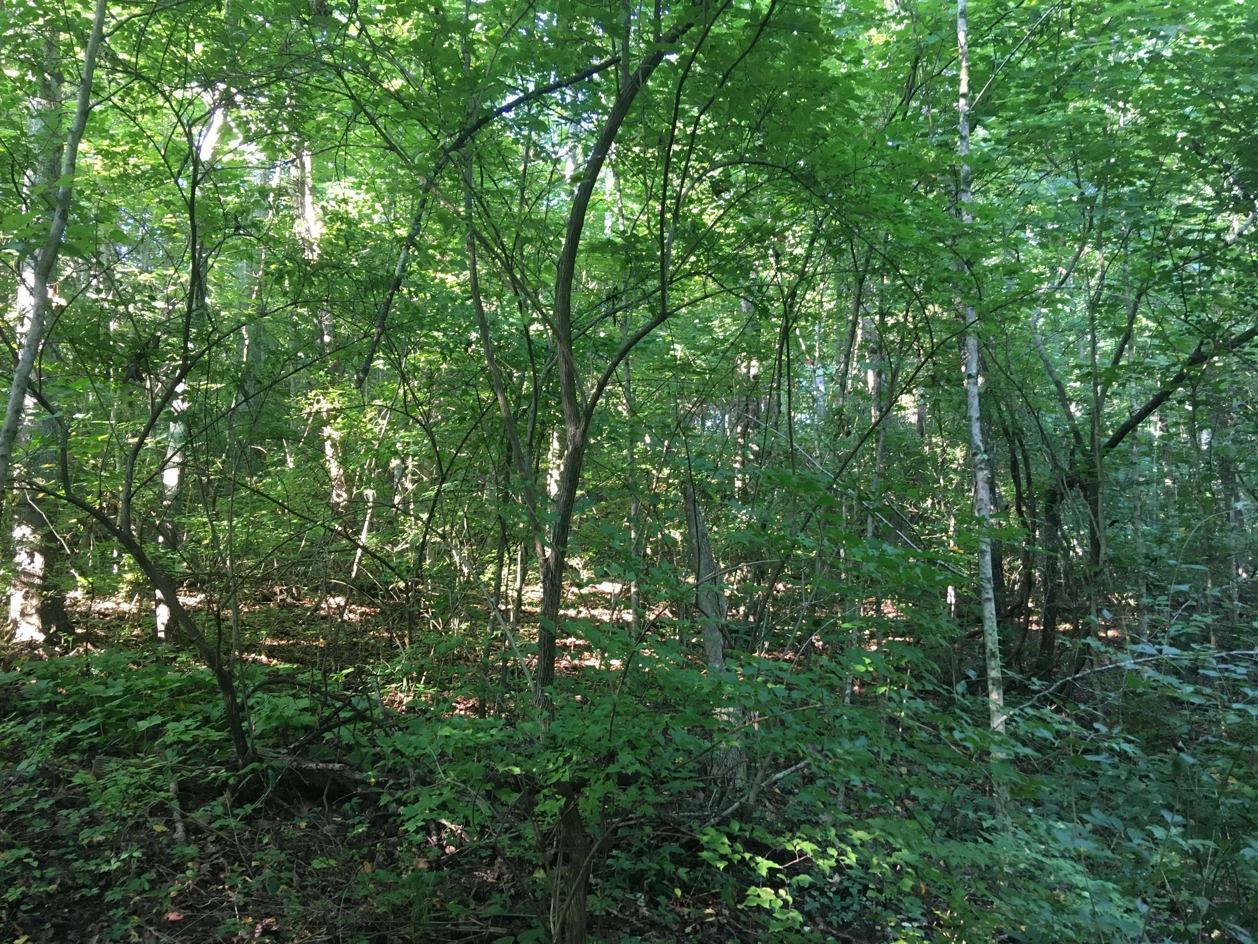 Bush Honeysuckle: What Is It and Why Is It a Problem in the Landscape?