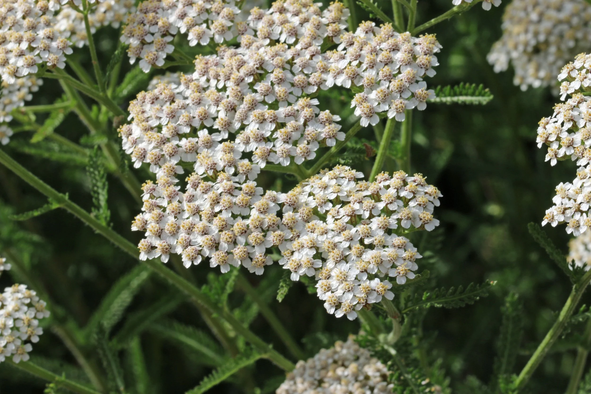 yarrow.jpeg
