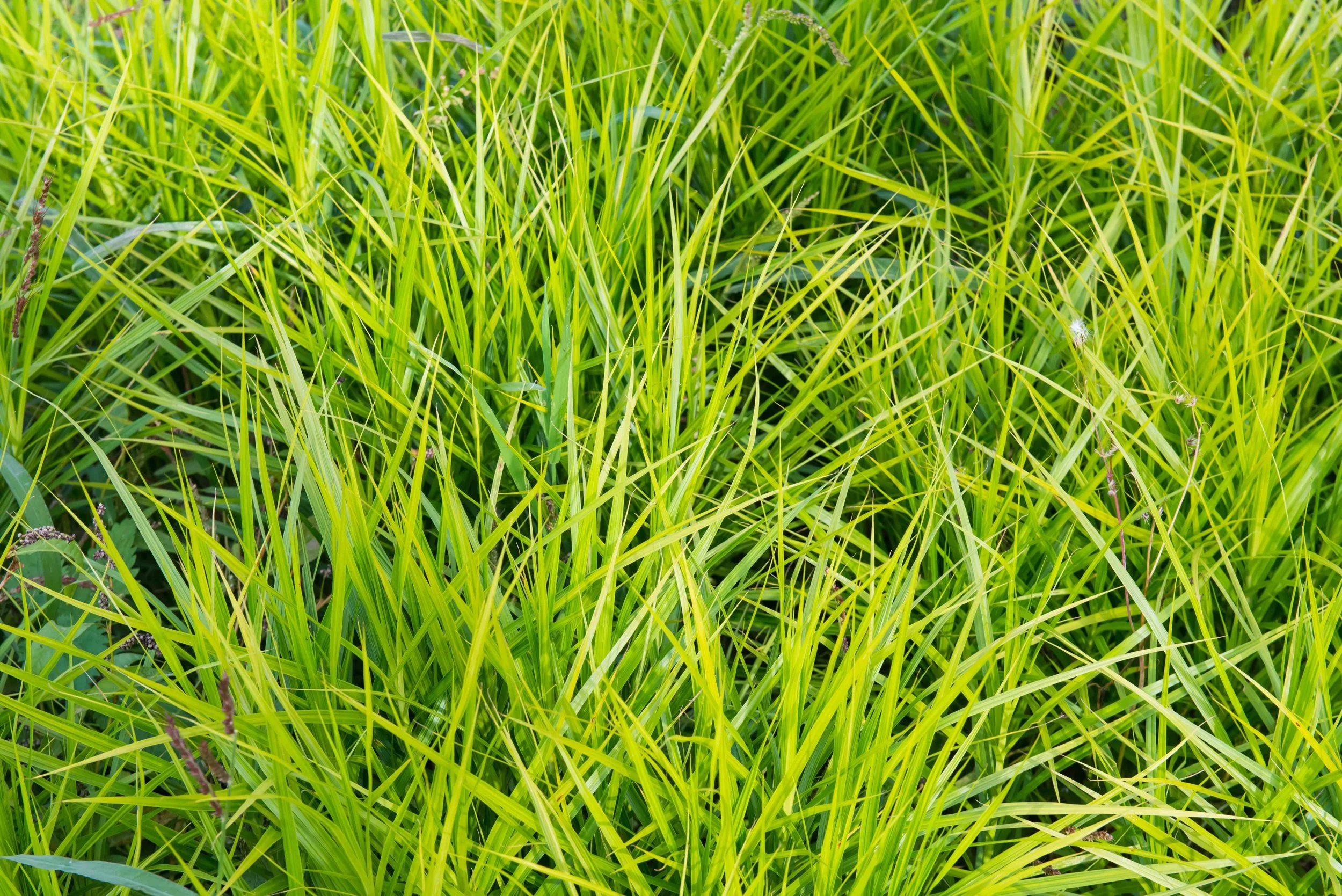 Palm Sedge (Carex muskingumensis)