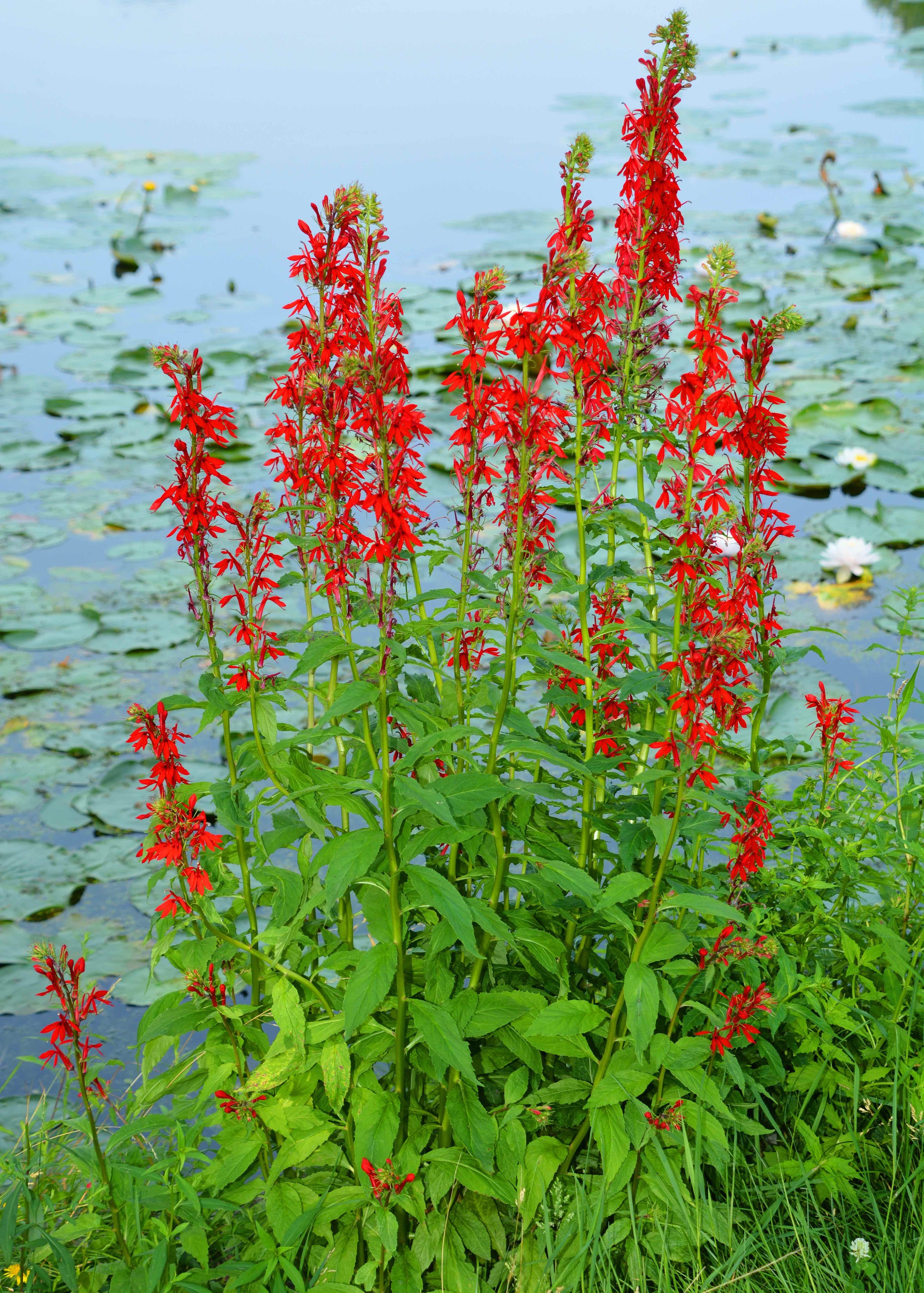 Cardinal Flower (Lobelia cardinalis)