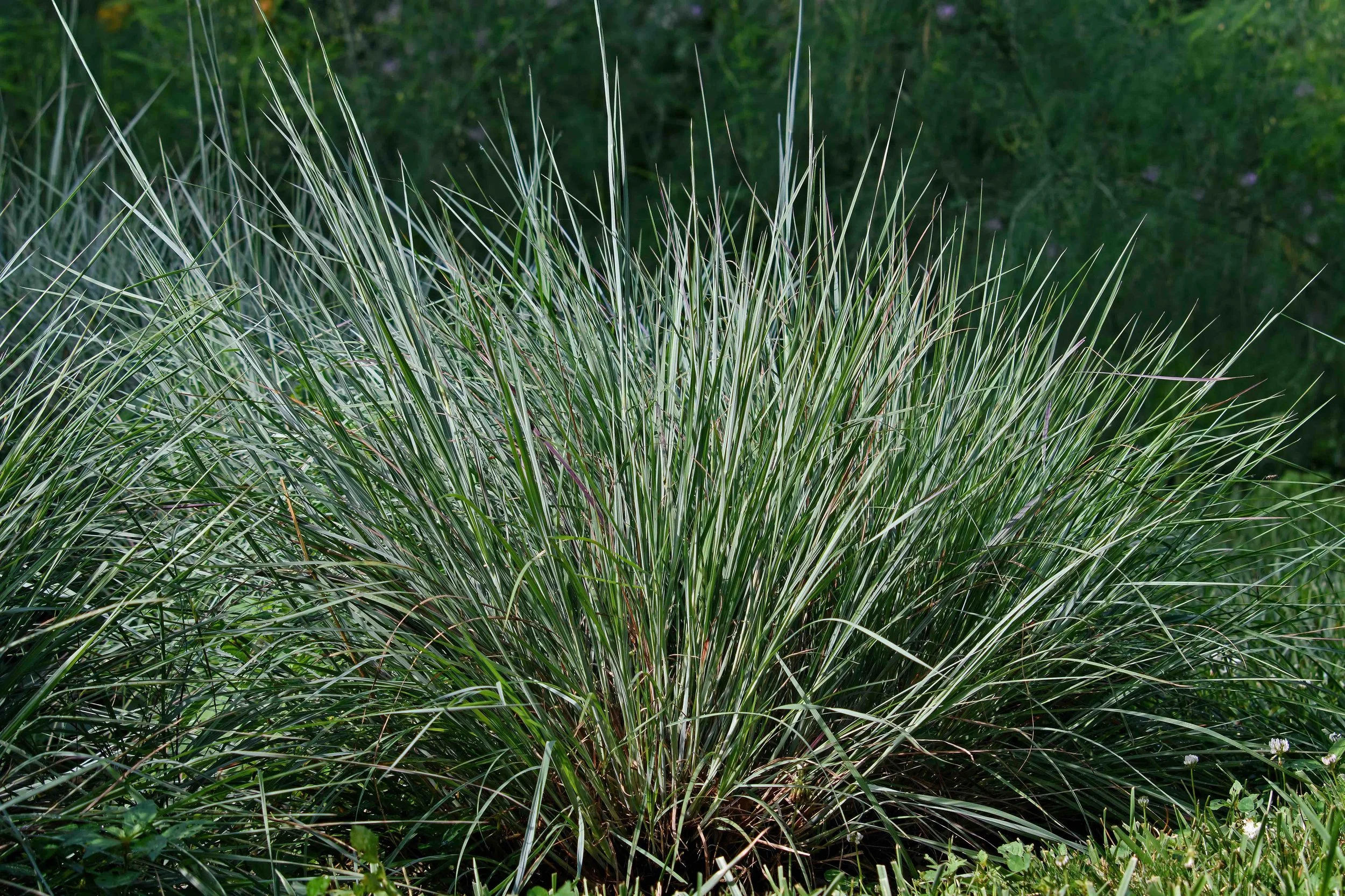 Little Bluestem (Schizachyrium scoparium)