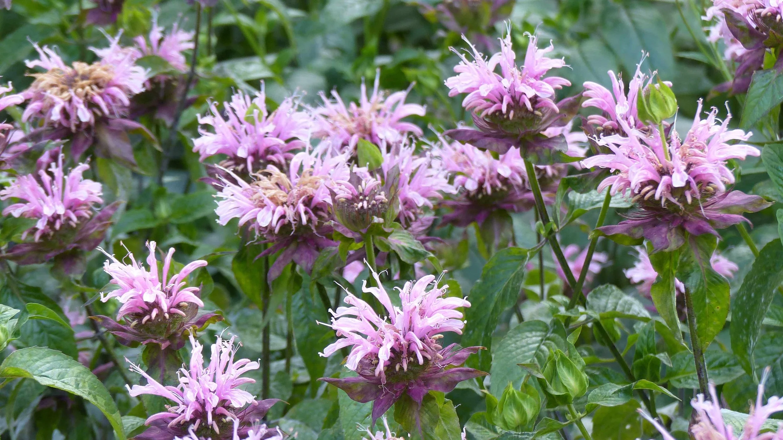 Beebalm or Wild Bergamot (Monarda fistulosa)