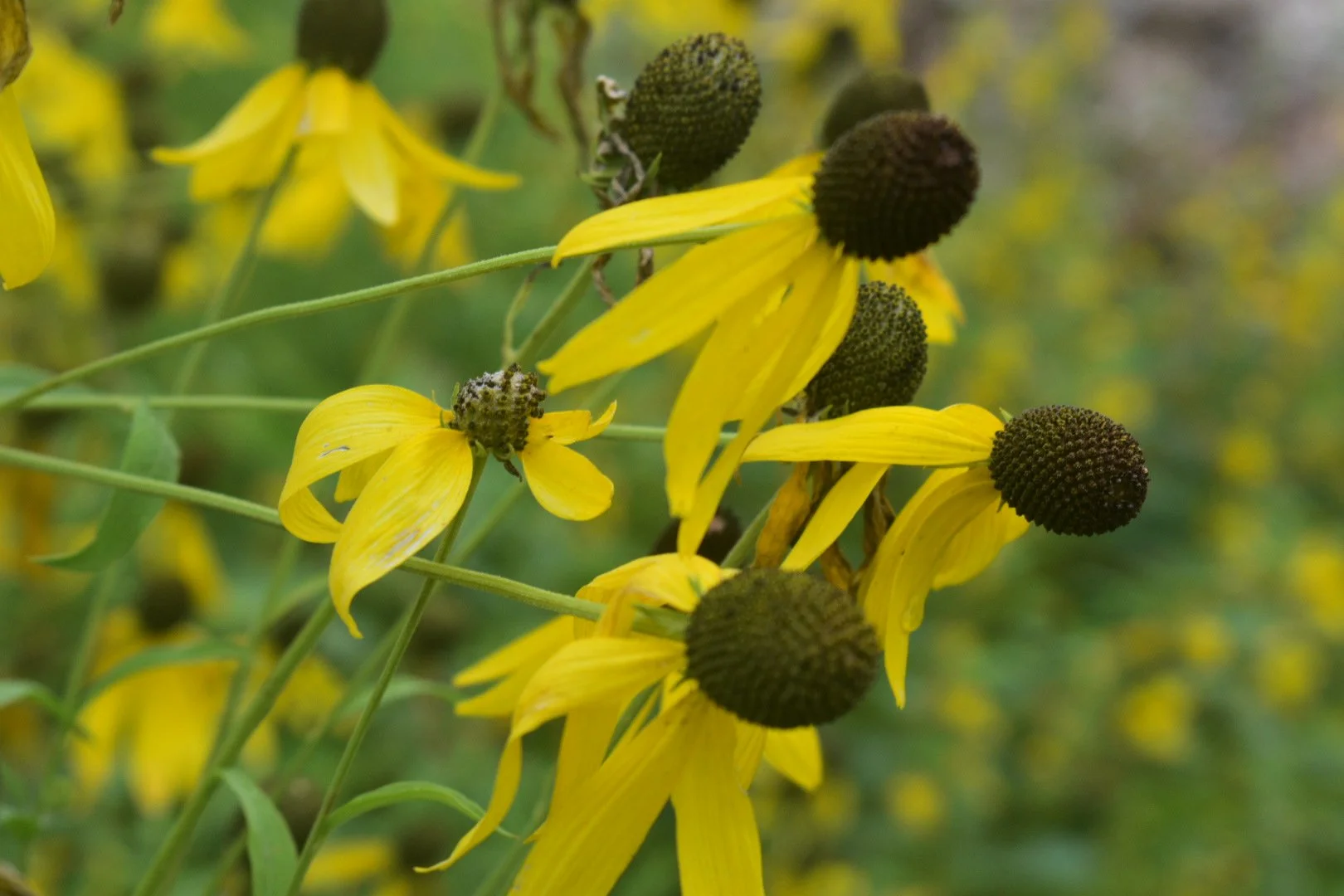 More Native Plants are Available at The Nursery! 