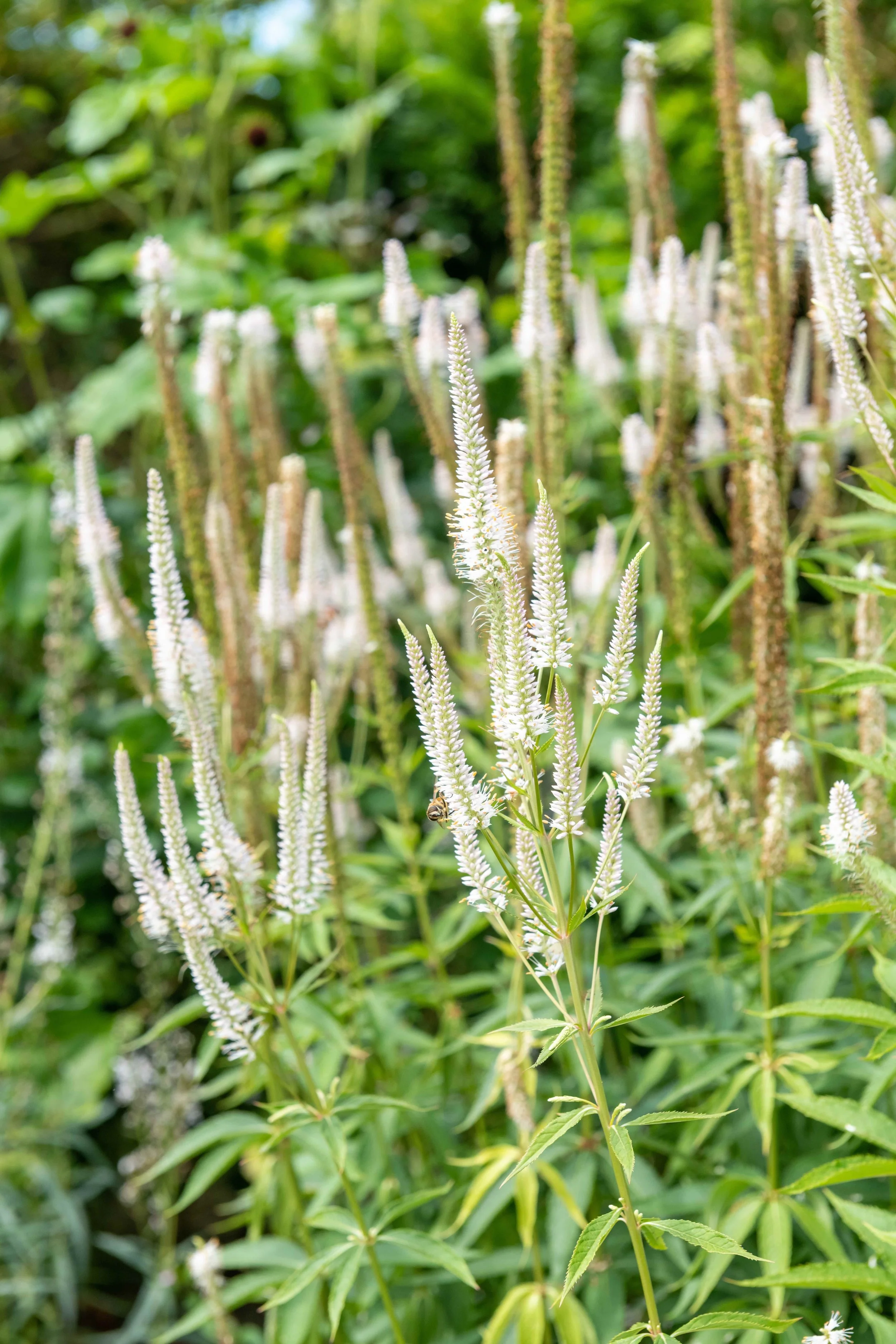 Veronicstrum small.jpg