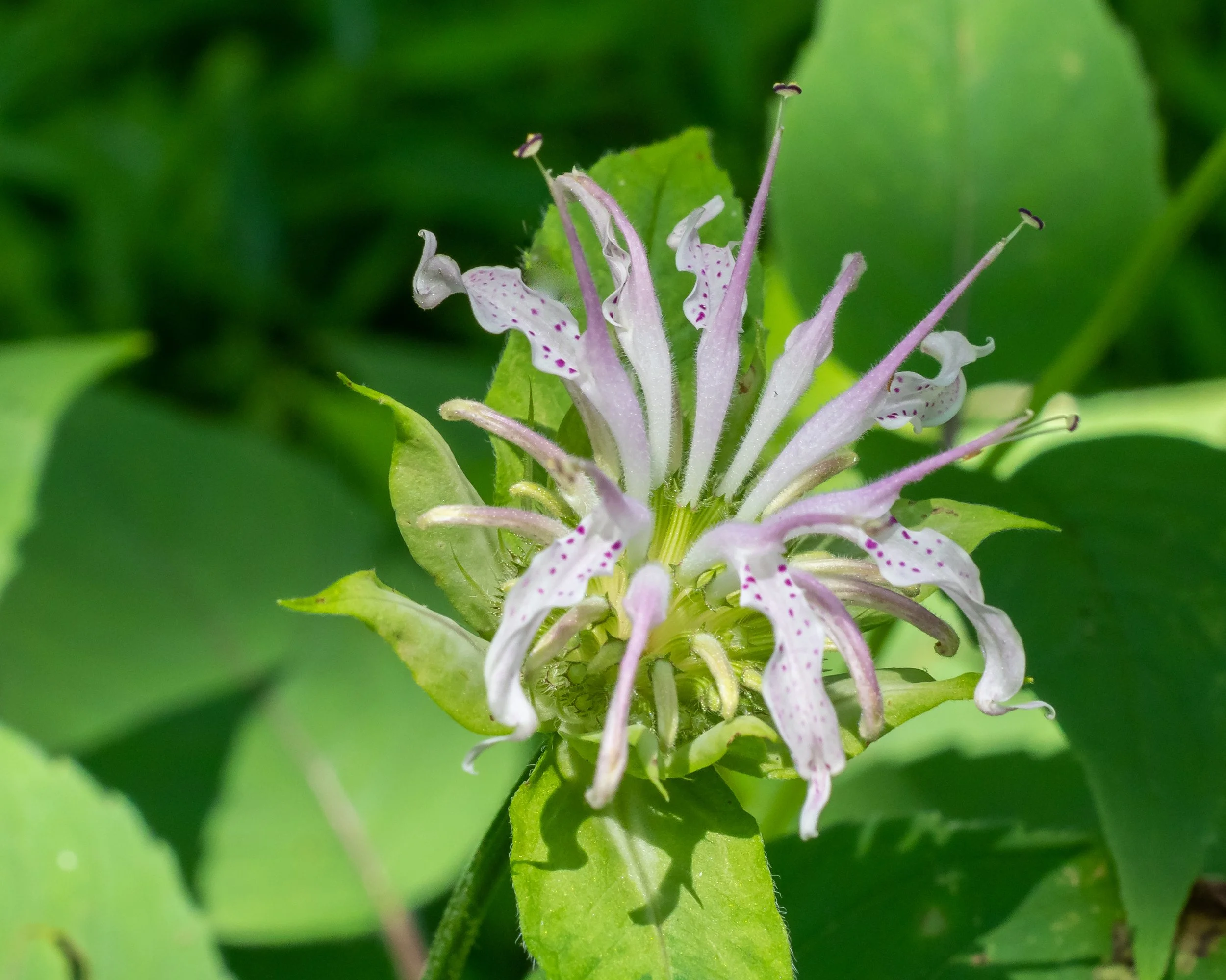 Eastern Beebalm (Monarda bradburiana)